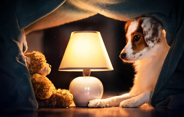 Picture lamp, dog, bear, plaid, Teddy bear