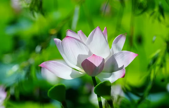 Greens, white, flower, grass, leaves, light, bright, nature
