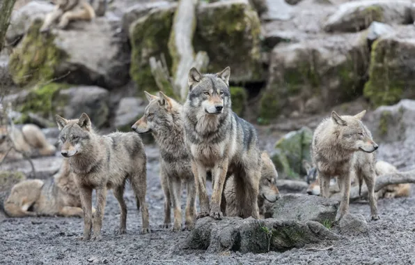 Picture look, nature, stones, grey, rain, rocks, wolf, the leader