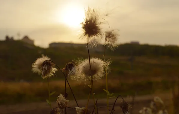 Picture field, grass, macro, sunset, nature, plant, flower. autumn