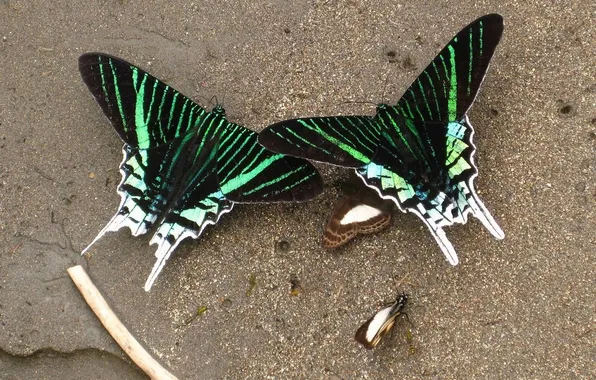 Sand, butterfly, insects, microsemi, wings, beautiful, closeup