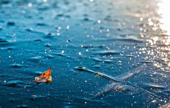 Picture ice, winter, leaves