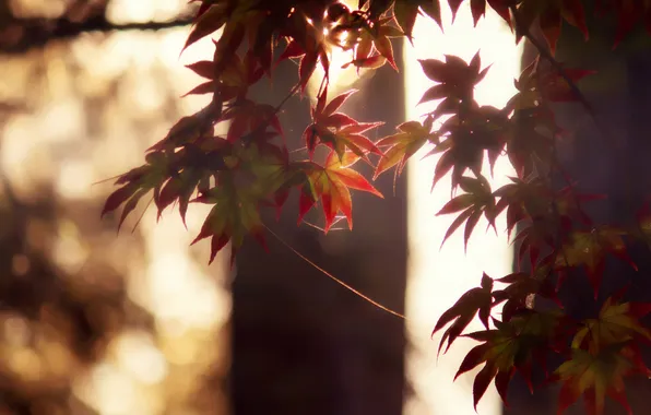 Wallpaper autumn, leaves, nature for mobile and desktop, section ...