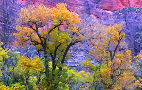 Autumn, trees, rock, mountain, Utah, USA, Zion National Park