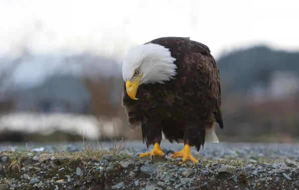 Picture pose, bird, bald eagle