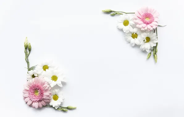 Picture flowers, roses, chamomile, pink, gerbera, pink, flowers, roses