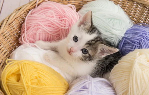 Cat, look, tangle, pose, kitty, lies, thread, face