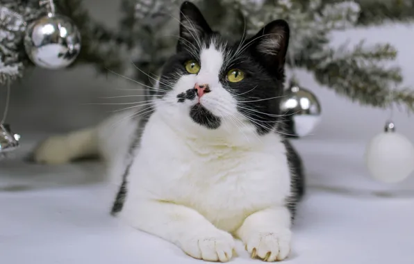 Cat, cat, look, balls, pose, holiday, black and white, toys