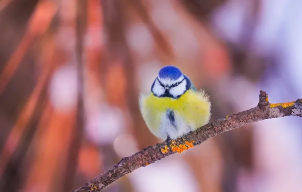 Picture bird, branch, bokeh, tit, Blue tit