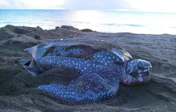 Sea, animal, wildlife, Leatherback sea turtle