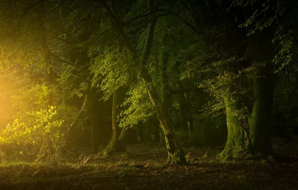 Greens, forest, light, trees, Park, branch, trunks, foliage