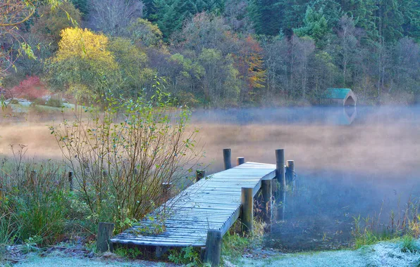 Autumn, forest, fog, lake, pond, shore, morning, pierce