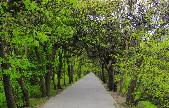 Road, park, tree, spring, alley