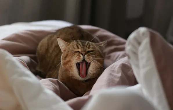 Yawns, tabby cat, lying on the bed