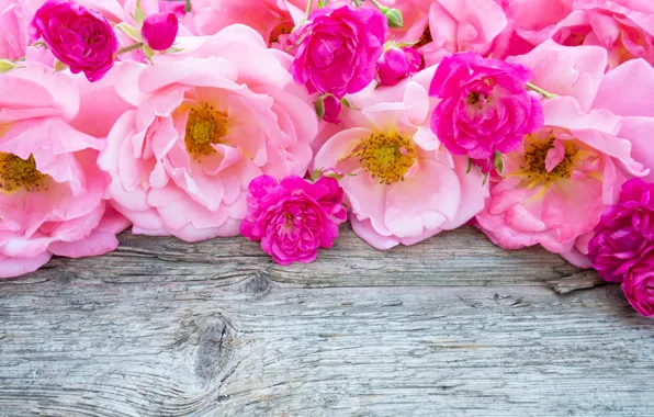 Picture bright, roses, colorful, pink, roses