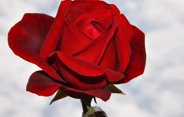 Picture Bud, macro, petals, rose