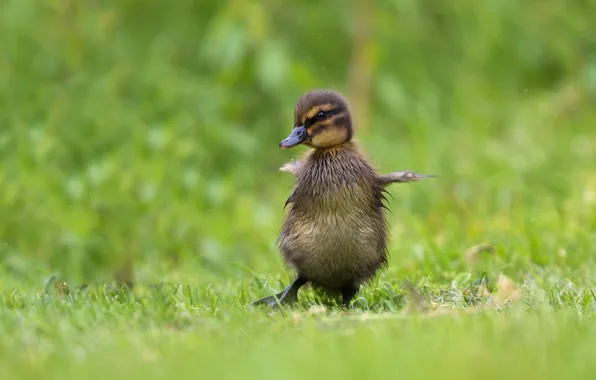 Grass, nature, pose, grey, background, bird, glade, duck