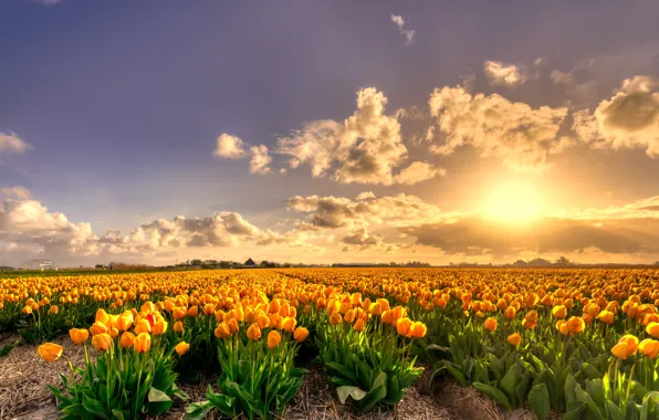 Field, the sky, the sun, clouds, light, sunset, flowers, beauty