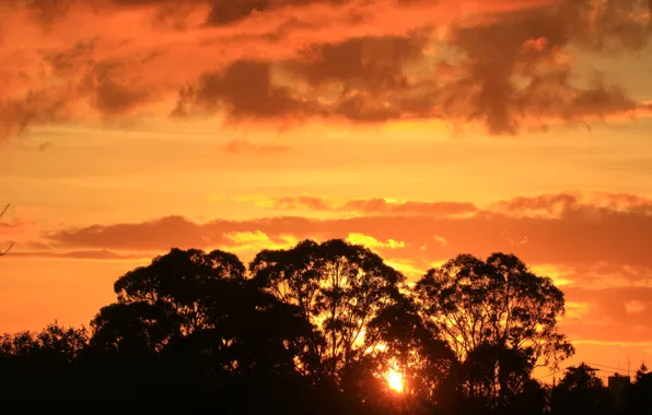 Picture trees, sunset, silhouette, Australia, glow