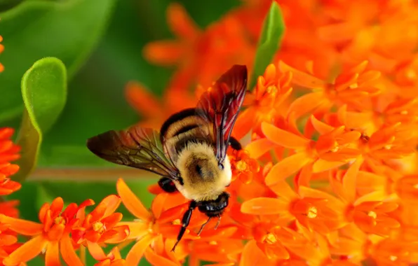 Flowers, nectar, bee, collects