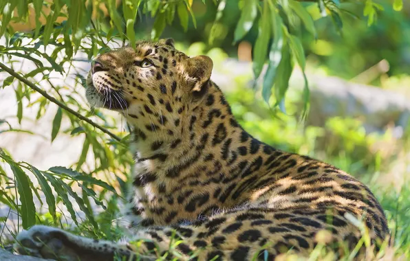 Grass, stay, foliage, shadow, predator, leopard