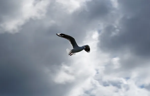 Picture the sky, clouds, bird, Seagull