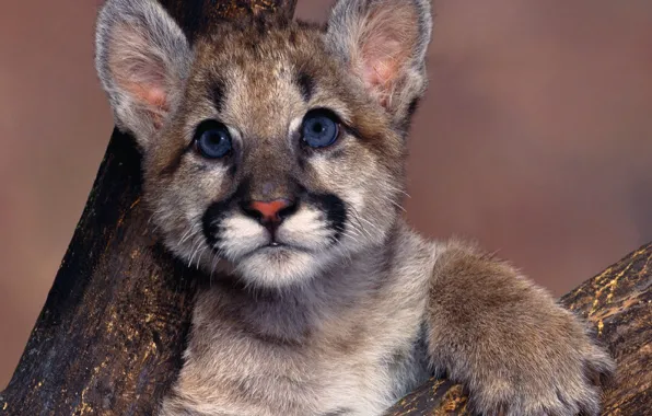 Picture blue eyes, Puma, Cougar