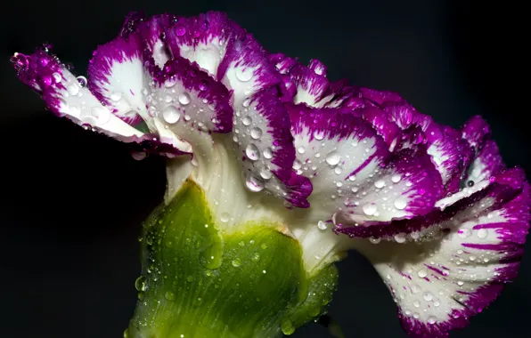 Picture flower, macro, drops
