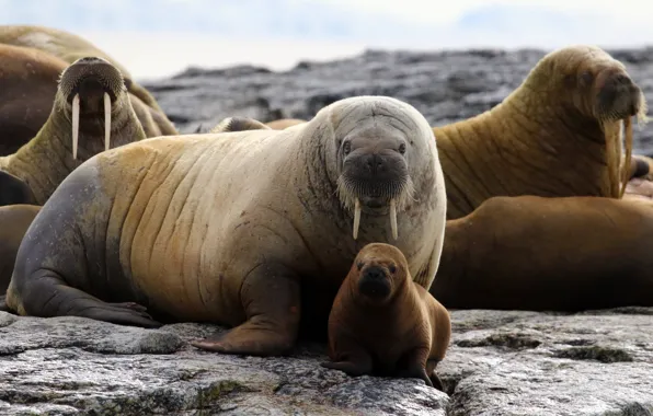 Picture animals, wildlife, walrus, huddle-of-walrus
