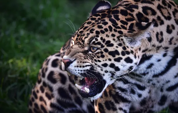 Picture predator, grin, Jaguar, beast, wild cat