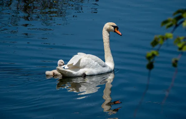 White, branches, reflection, bird, Swan, a couple, mom, chick
