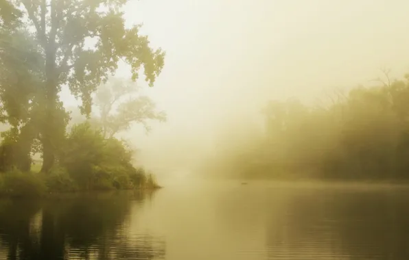 Picture forest, summer, fog, lake, morning