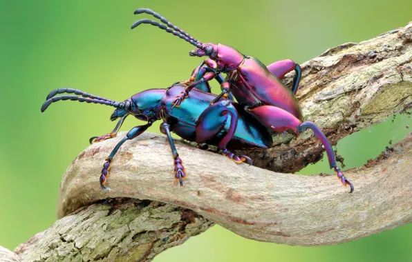 Macro, love, insects, pose, pink, blue, beetle, branch