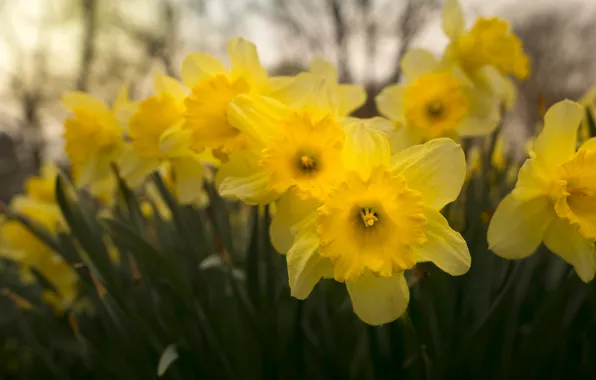 Picture leaves, flowers, yellow, spring, garden, buds, flowering, daffodils