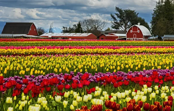 Picture clouds, flowers, yellow, red, strip, spring, tulips, house