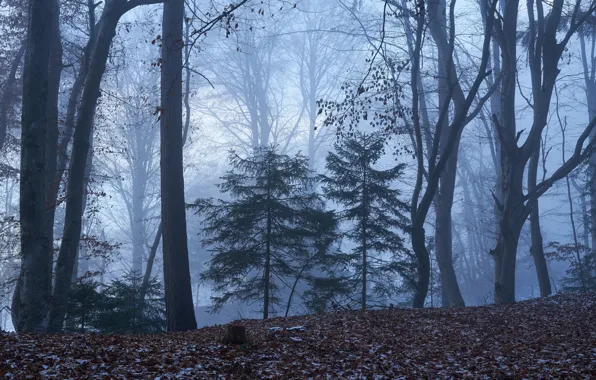 Picture autumn, forest, trees, nature, fog