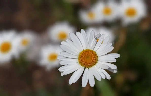 Picture white, yellow, green, chamomile
