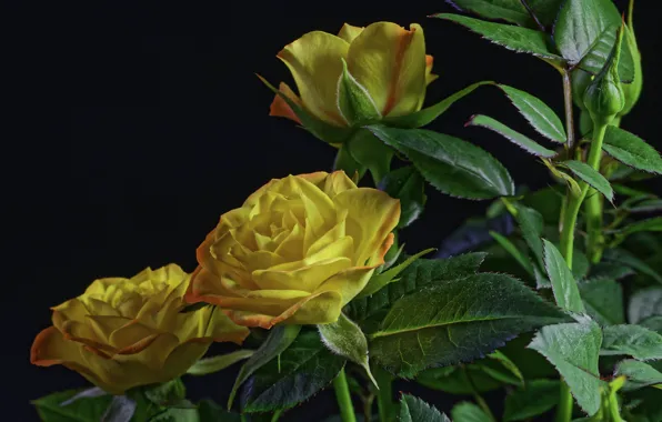Picture background, roses, black, background, roses