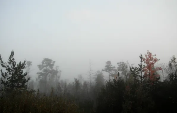 Picture autumn, forest, fog, swamp, morning