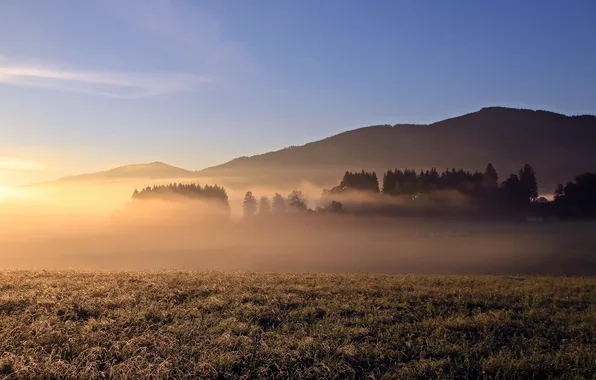 Field, nature, fog, morning