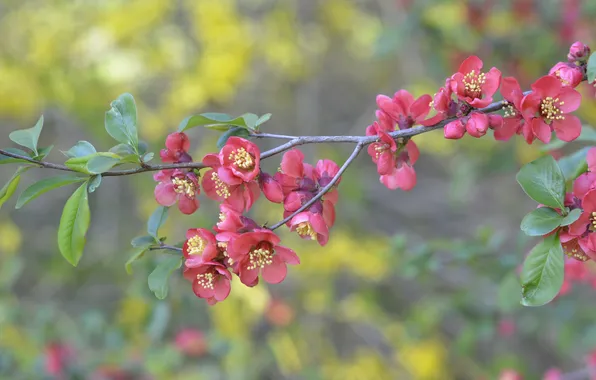 Flowers, branch, pink, quince