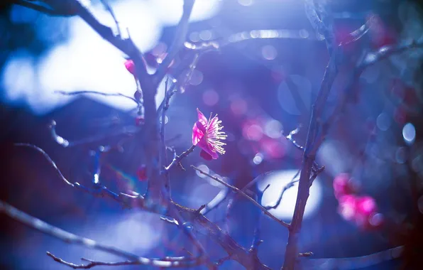 Macro, branches, nature