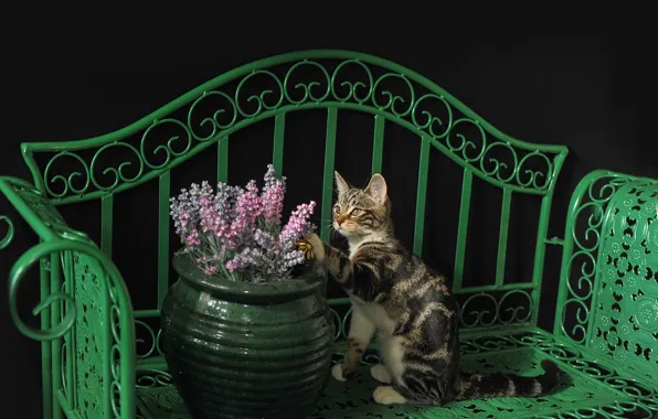 Picture cat, cat, shop, kitty, vase with flowers, Kota