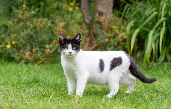 Greens, cat, white, summer, grass, cat, look, leaves