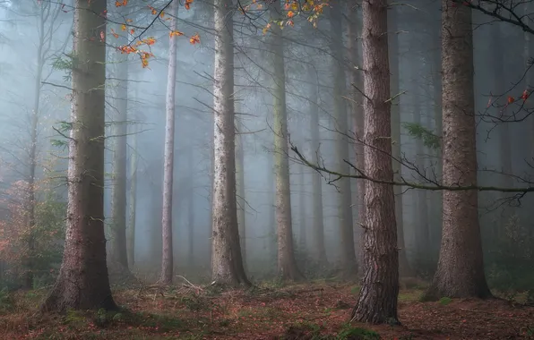 Autumn, forest, trees, branches, fog, trunks, morning, haze