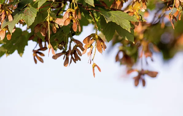 Leaves, nature, background