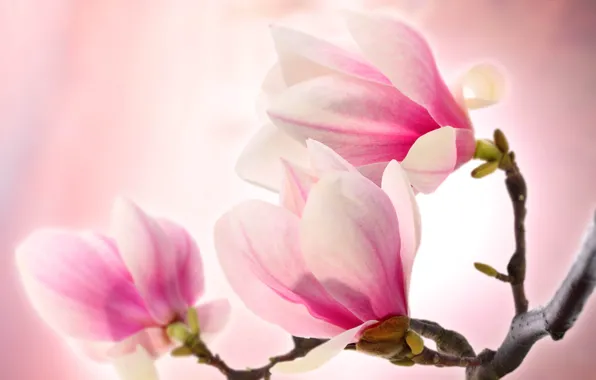 Picture tenderness, beauty, tenderness, branch, flowers, Magnolia, petals, Magnolia