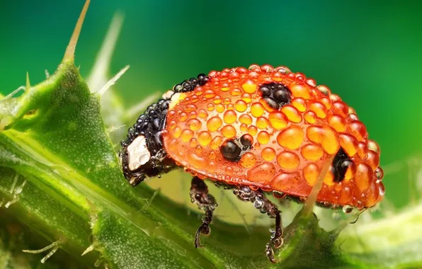 Macro, insects, nature, ladybug, branch, nature, water drops, macro