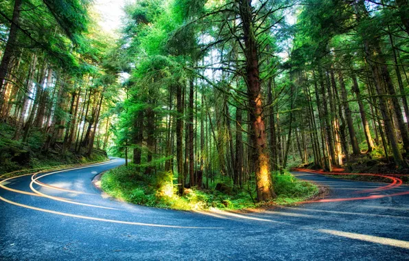 Road, forest, trees, USA, Oregon