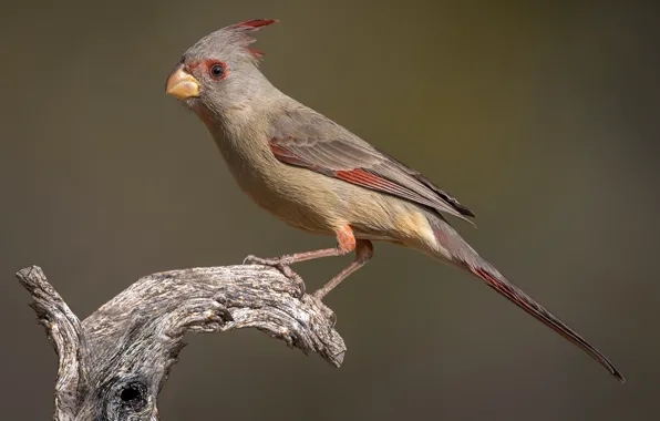 Bird, beak, tail, female, parrot cardinal